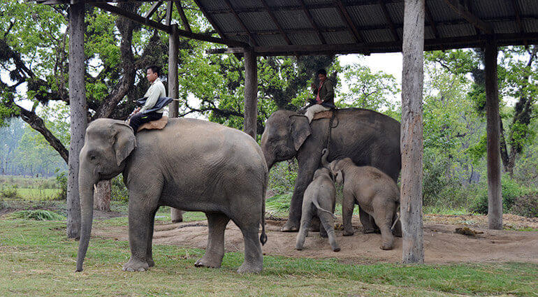 Elephant Breeding Center